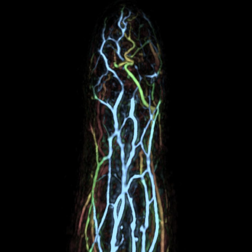 Human finger
